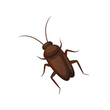 Cockroach vector isolated
