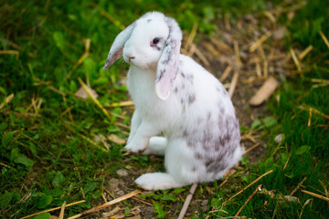 Kaninchen stehend im Gras, weiß, gescheckt