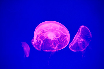 Moon jellyfish