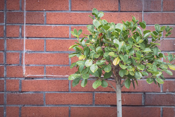 Corner Of Brick Wall from a vintage building.