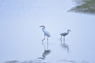 egrets