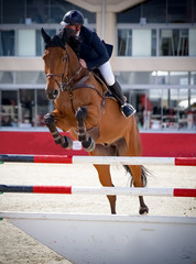 Fototapeta premium Pokaz koni - skoki przez przeszkody - wysoka koncentracja podczas skoków