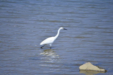 egrets