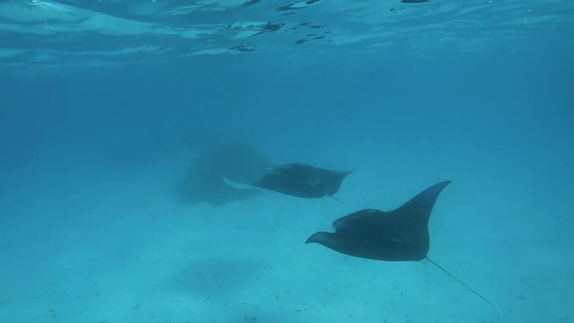 raie manta film&eacute;e en polyn&eacute;sie (slow motion)