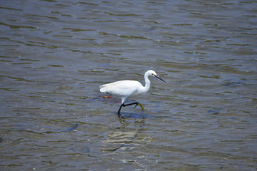 egrets