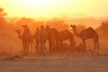Fototapeta na wymiar India / Pushkar Camel Fair