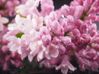 Lilac on a dark background