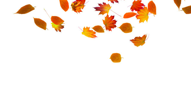 fallendes buntes herbstlaub isoliert vor wei&szlig;em hintergrund