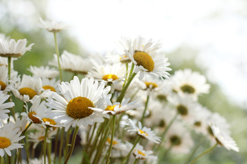 sunny summer bouquet/ Blooming chamomile flowers