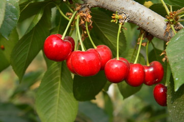 Ripe cherries in a tree