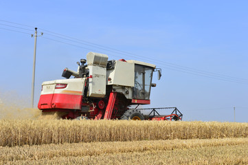 Fototapeta premium Harvester in wheat