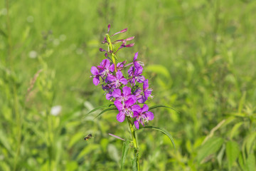 Close up of an Epilobium flower and a bee flying towards it against a background of green grass