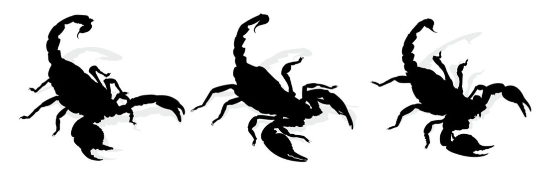 Scorpion. 
