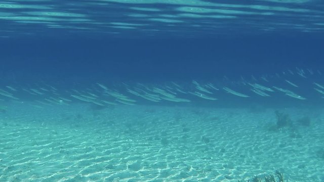 banc de poissons &agrave; tahiti, polyn&eacute;sie 