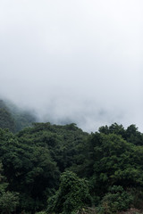 Fototapeta na wymiar Foggy scenes of a tropical rain forrest