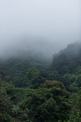 Foggy scenes of a tropical rain forrest