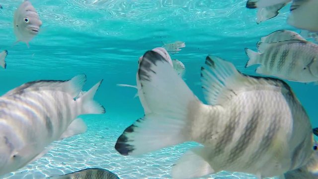 banc de poissons dans un lagon, tahiti polyn&eacute;sie