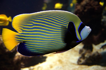 Emperor angelfish (Pomacanthus imperator)  against a coral reef