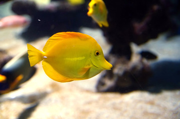 Zebrasoma flavescens, yellow surgeonfish. Bright yellow  coral reef fish in salt water