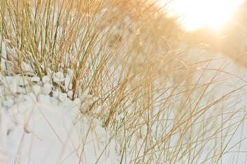 Winter Flower Details
