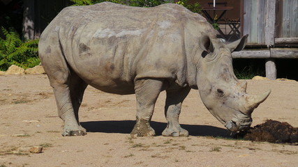 Obraz premium Rhinocéros