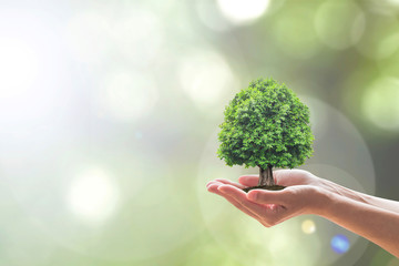 Sustainable environment, saving environmental ecosystem of forest, and go green concept with tree...