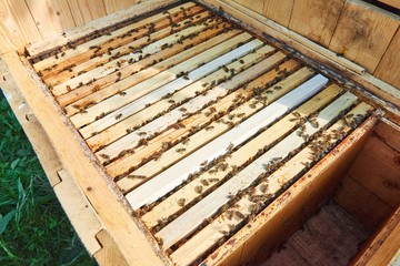 Top view close up of honeycombs with bees in beehive in apiary.