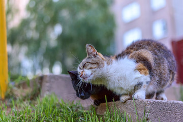 Two homeless cats on the sidewalk