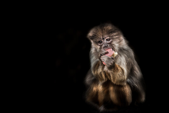 monkey eating fruit