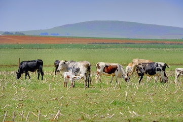 Fototapeta premium Cattle, Nguni, grazing on pasture, Underberg, Kwazulu Natal, South Africa 
