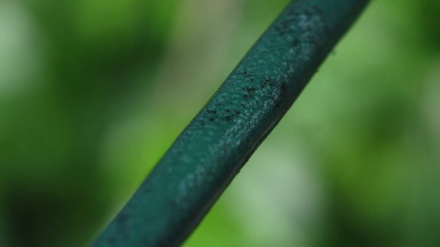 CLOSE UP MARCO DOF: Little black ants climbing along the green string lines on sunny day in nature. Black worker ants walking along their path in sunny summer