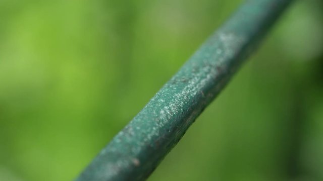 CLOSE UP MARCO DOF: Little black ants climbing along the green string lines on sunny day in nature. Black worker ants walking along their path in sunny summer