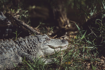 Alligator du mississippi