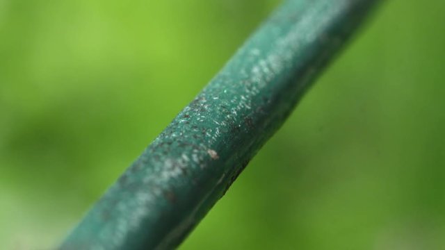 CLOSE UP MARCO DOF: Little black ants climbing along the green string lines on sunny day in nature. Black worker ants walking along their path in sunny summer