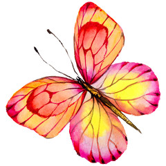 Exotic butterfly wild insect in a watercolor style isolated. Full name of the insect: butterfly. Aquarelle wild insect for background, texture, wrapper pattern or tattoo.