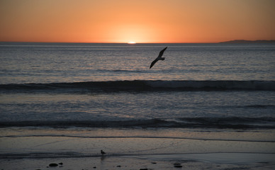 Seagull at Sunset