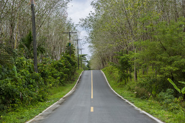 Fototapeta na wymiar Curved road in tropics .Road turn in forest landscape. Road in tropical forest in sunlight. Dangerous road turn.