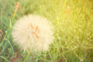 Dandelion seed head. Big white fluffy shaggy dandelion flower close-up on a green grass background