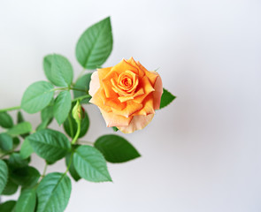 Orange tea rose blossom flower isolated on white background.