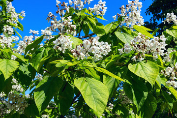 Flowering tree Catalpa bignonioides. White flowers and green leaves