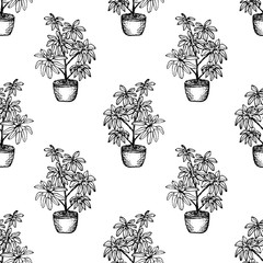 House Plants - Schefflera - seamless pattern