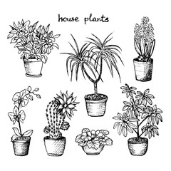 House Plants - Set Of 7 Hand-Drawn Plants