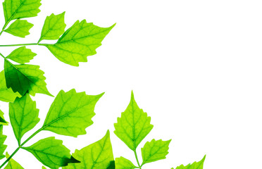 Closeup fresh green leaves isolated on white background with copy space