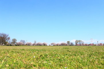 Obraz premium Cherry trees in spring landscape