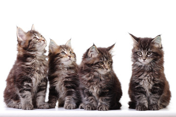 kitten of maine coon on white background