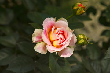 Close-up of beatiful garden rose