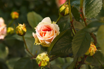 Close-up of beatiful garden rose