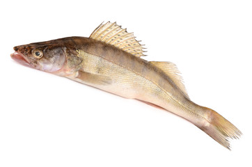 pike perch on a white background
