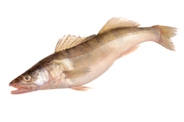 pike perch on a white background