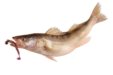 pike perch on a white background